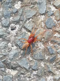 Celspinnen [Dysderidae]
